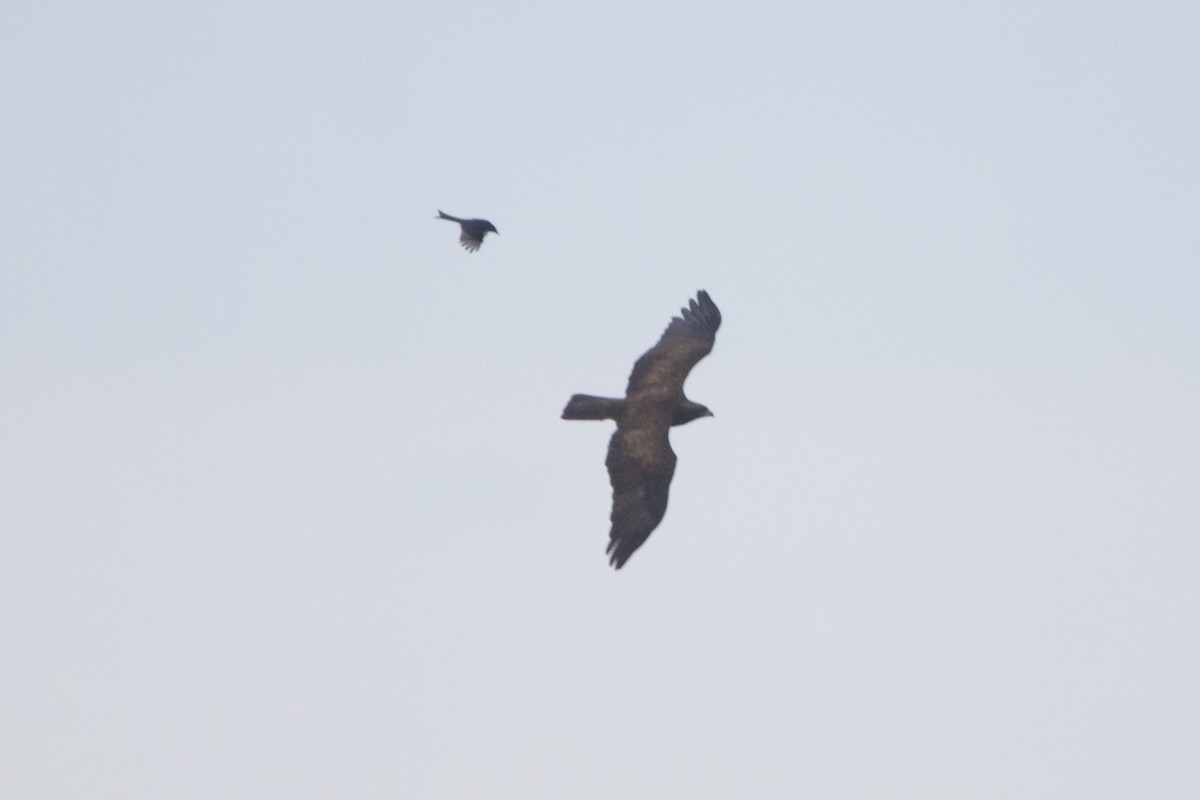 Wahlberg's Eagle - ML638667787