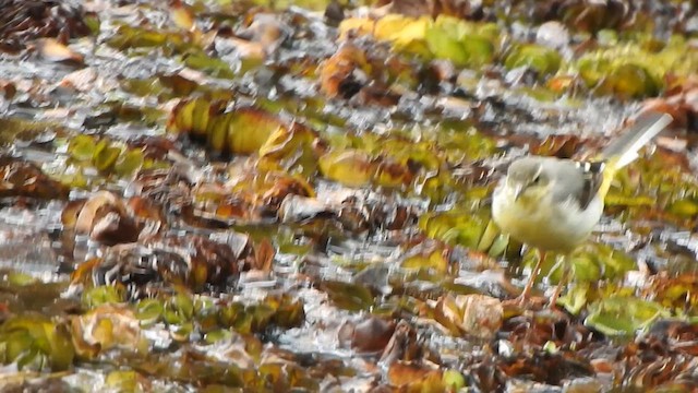 Gray Wagtail - ML638667815