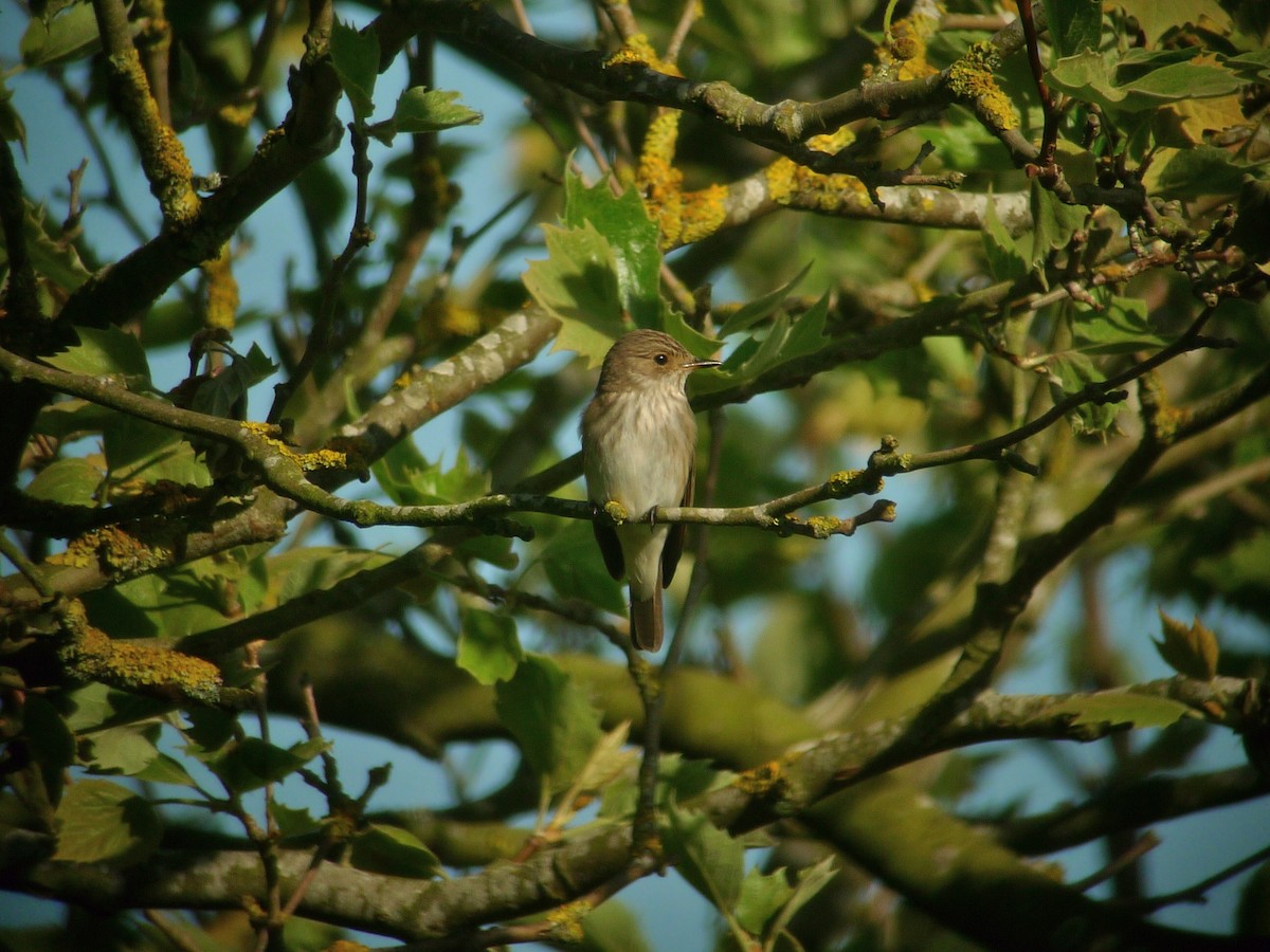 Spotted Flycatcher - ML638667828