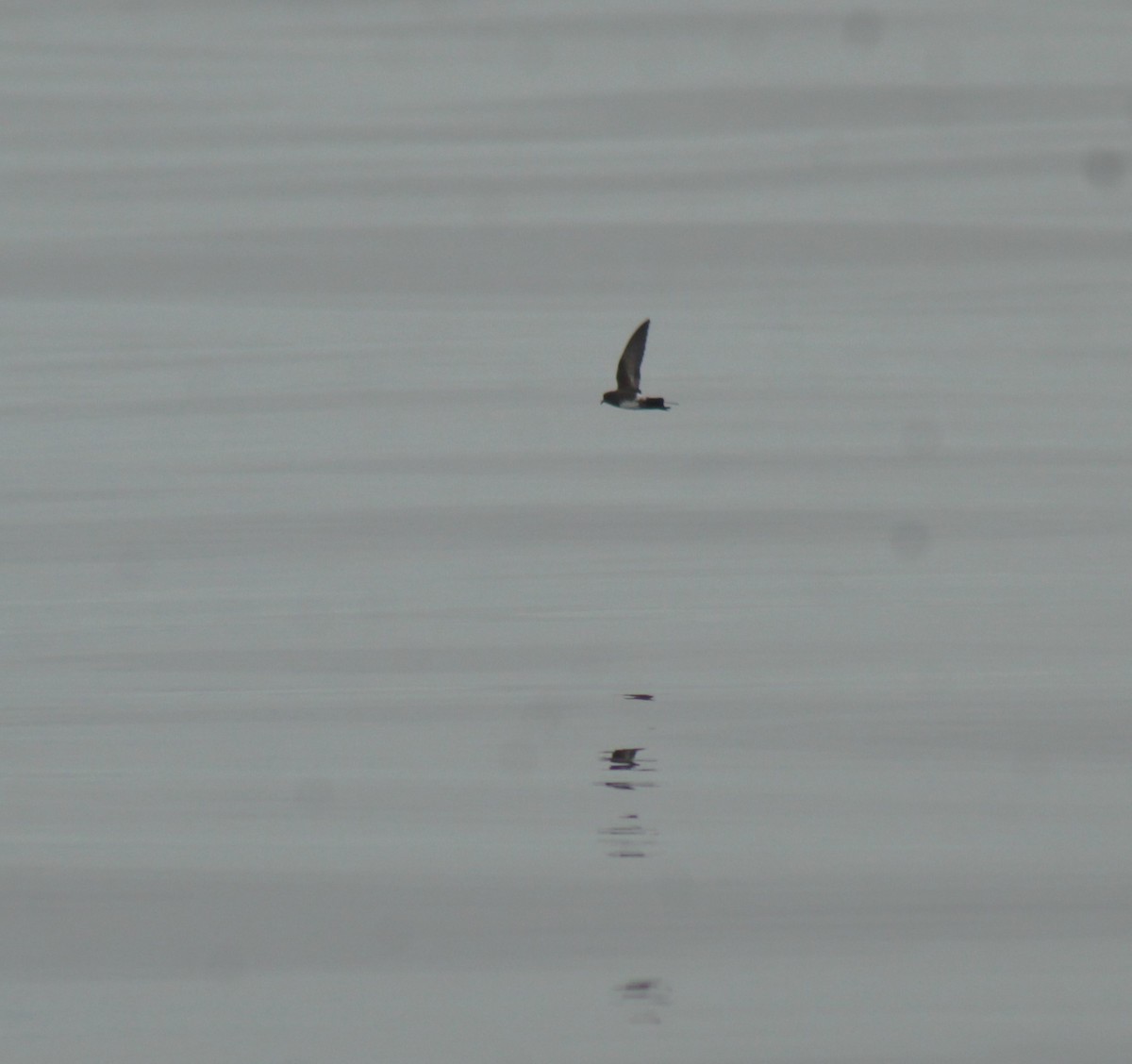 Elliot's Storm-Petrel - ML638667865