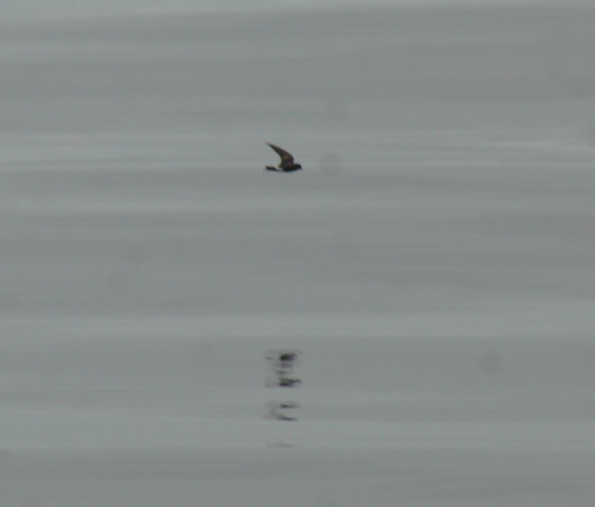 Elliot's Storm-Petrel - ML638667866