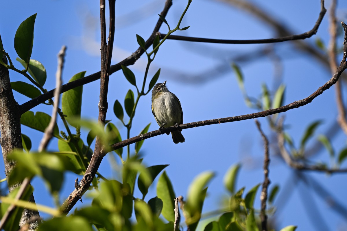 Mistletoe Tyrannulet - ML638667874