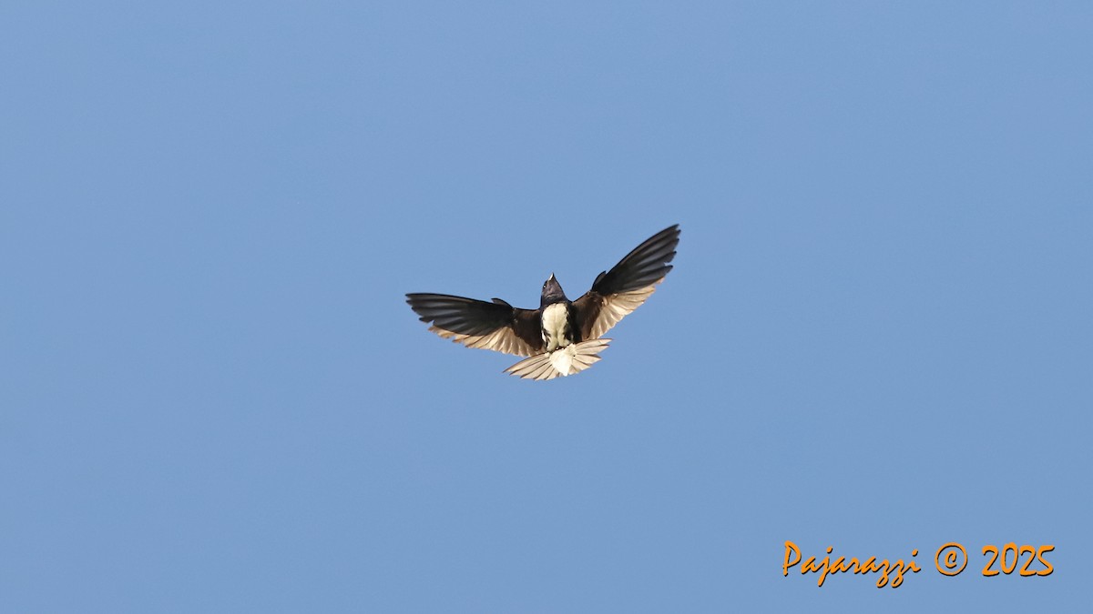 Hirondelle du Sinaloa - ML638667880