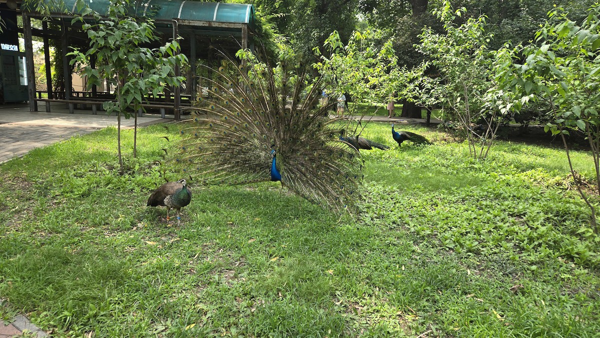 Indian Peafowl (Domestic type) - ML638667936