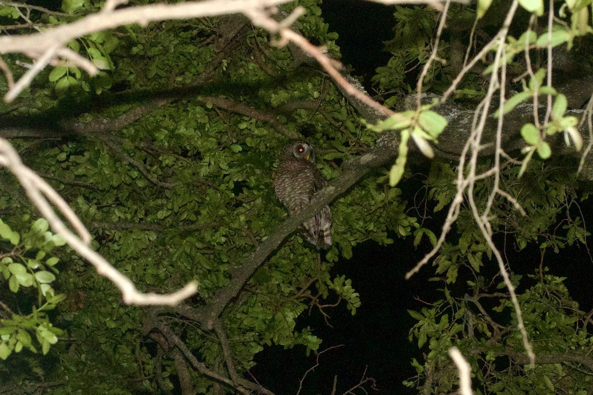 African Wood-Owl - ML638667973
