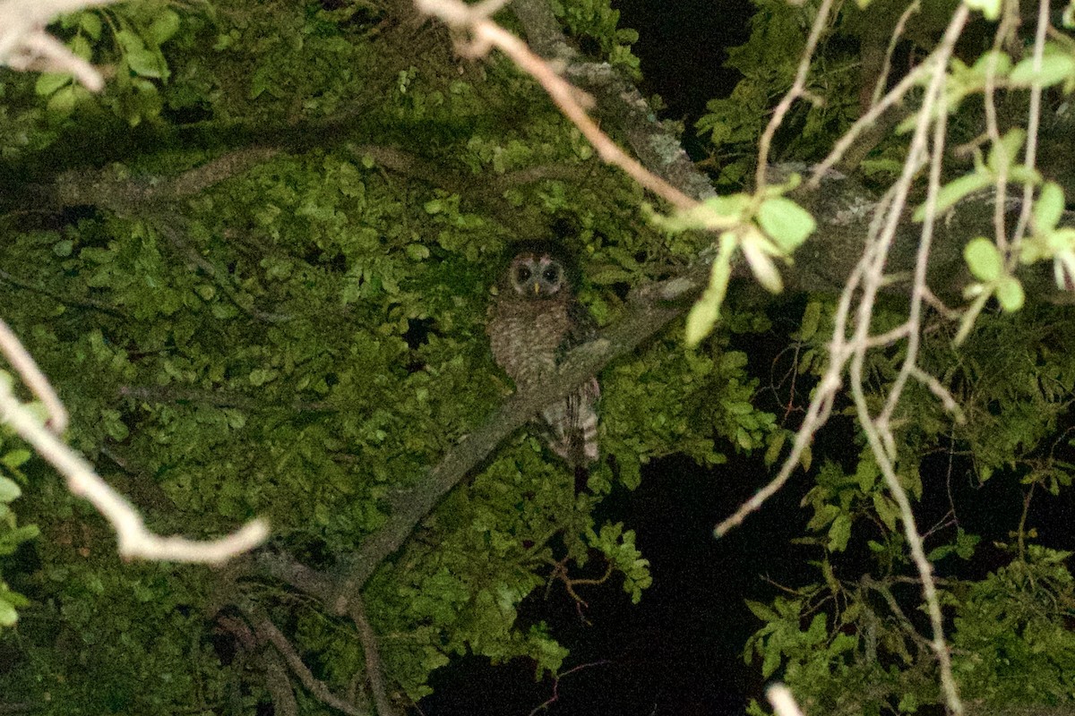 African Wood-Owl - ML638667974