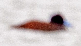 Andean Duck - ML638668060
