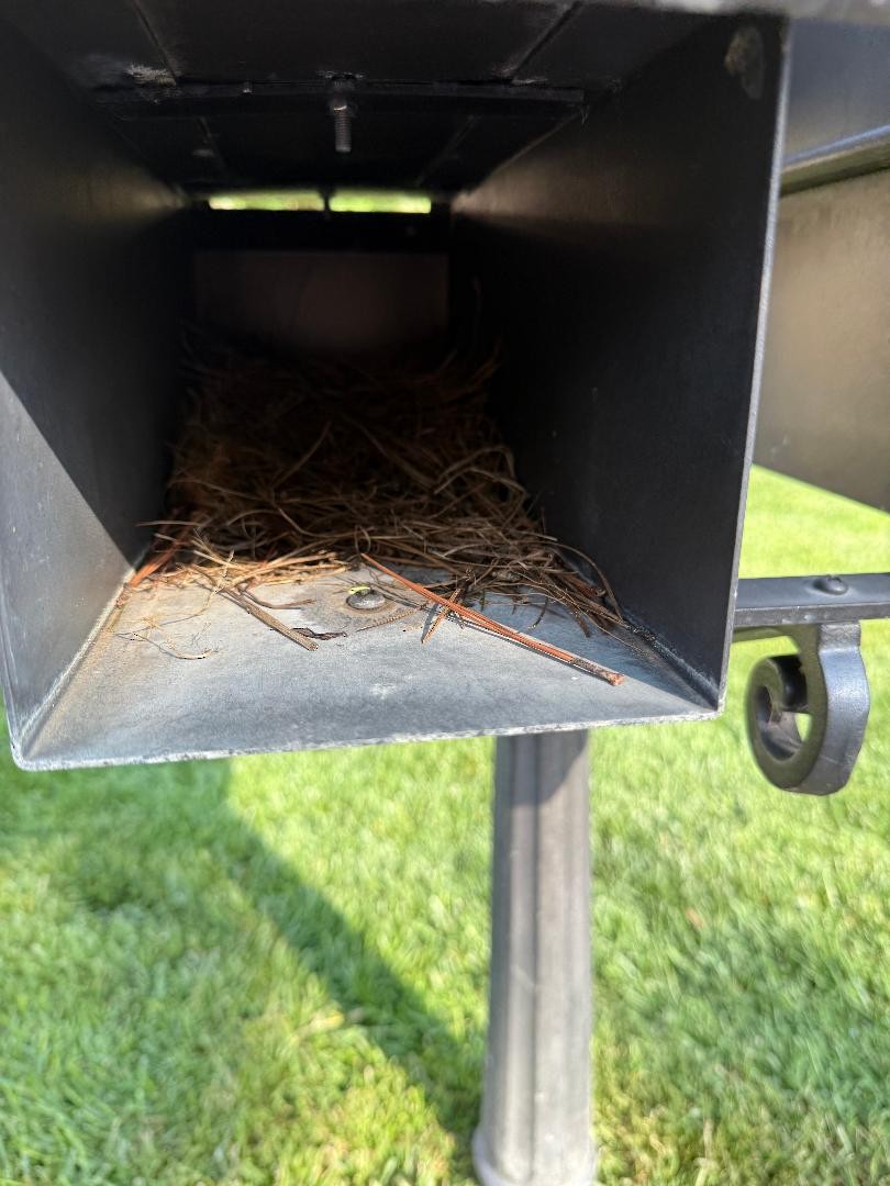 Eastern Bluebird - ML638668118