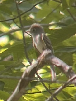 Least Flycatcher - ML638668154