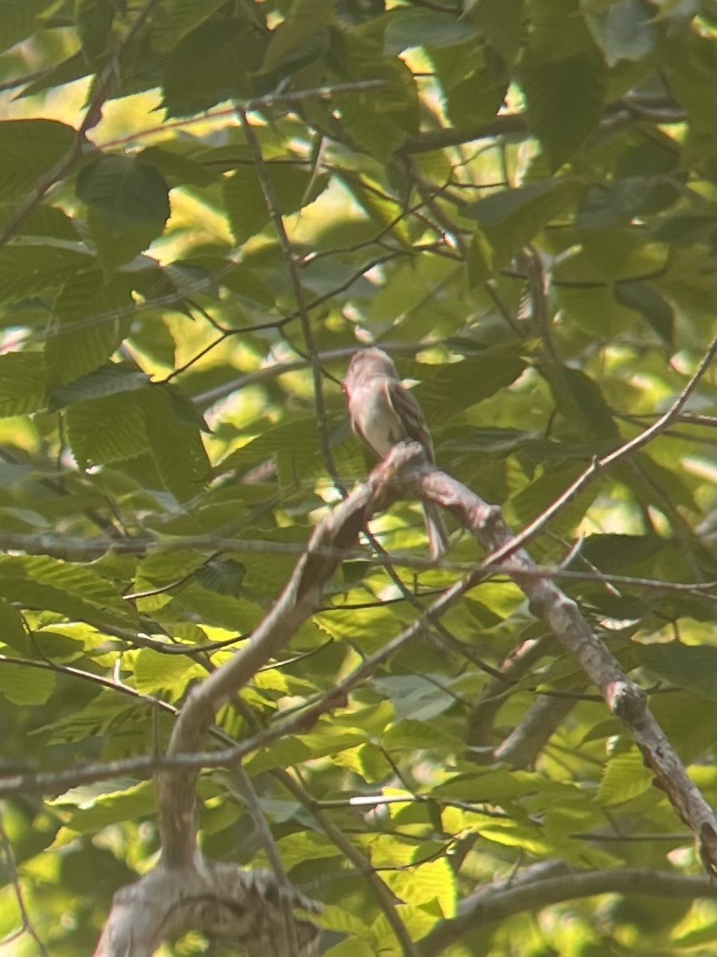Least Flycatcher - ML638668155