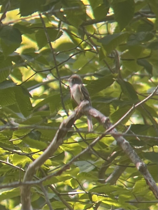 Least Flycatcher - ML638668156