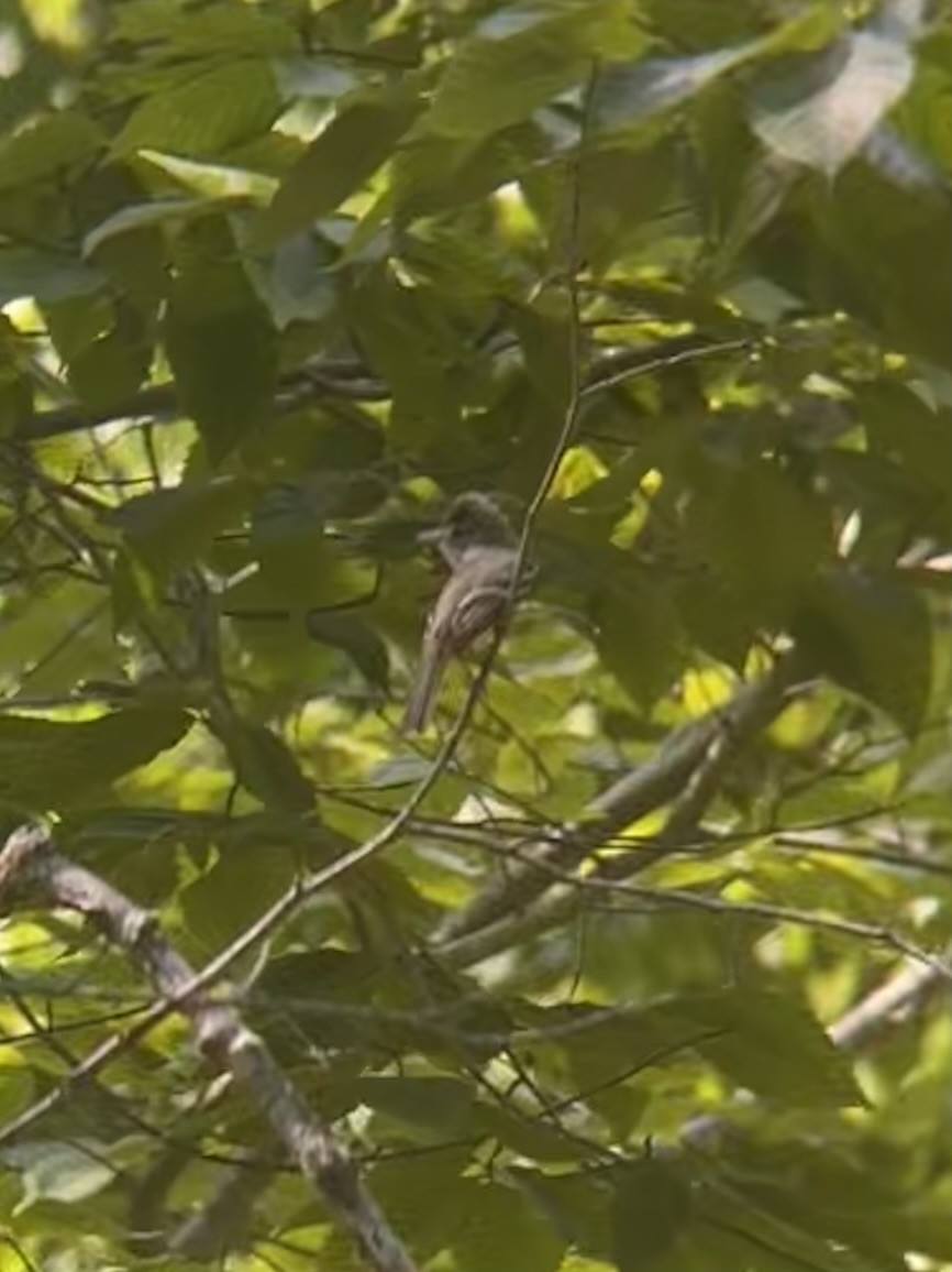 Least Flycatcher - ML638668157