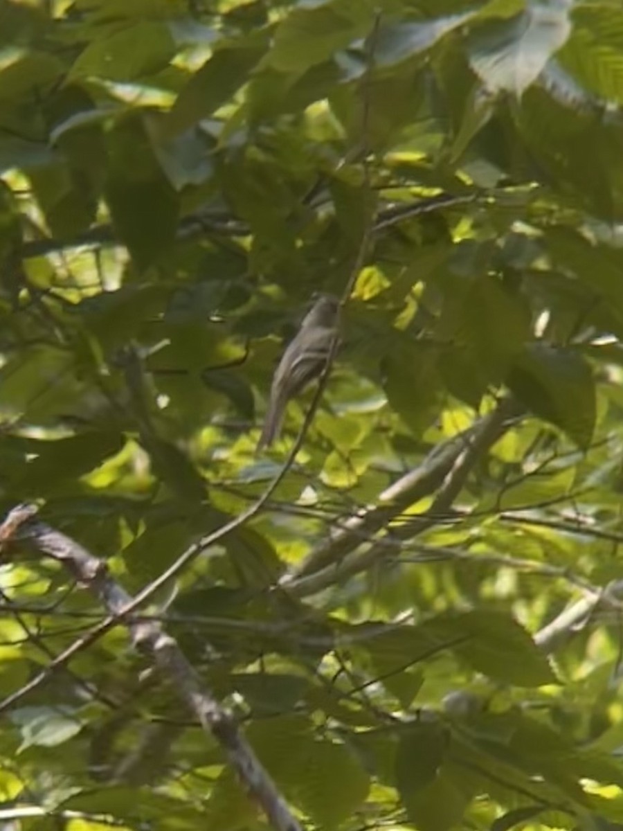 Least Flycatcher - ML638668158