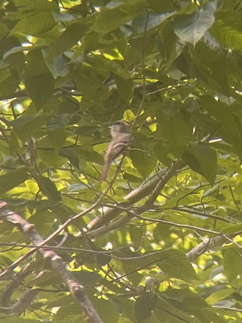 Least Flycatcher - ML638668159