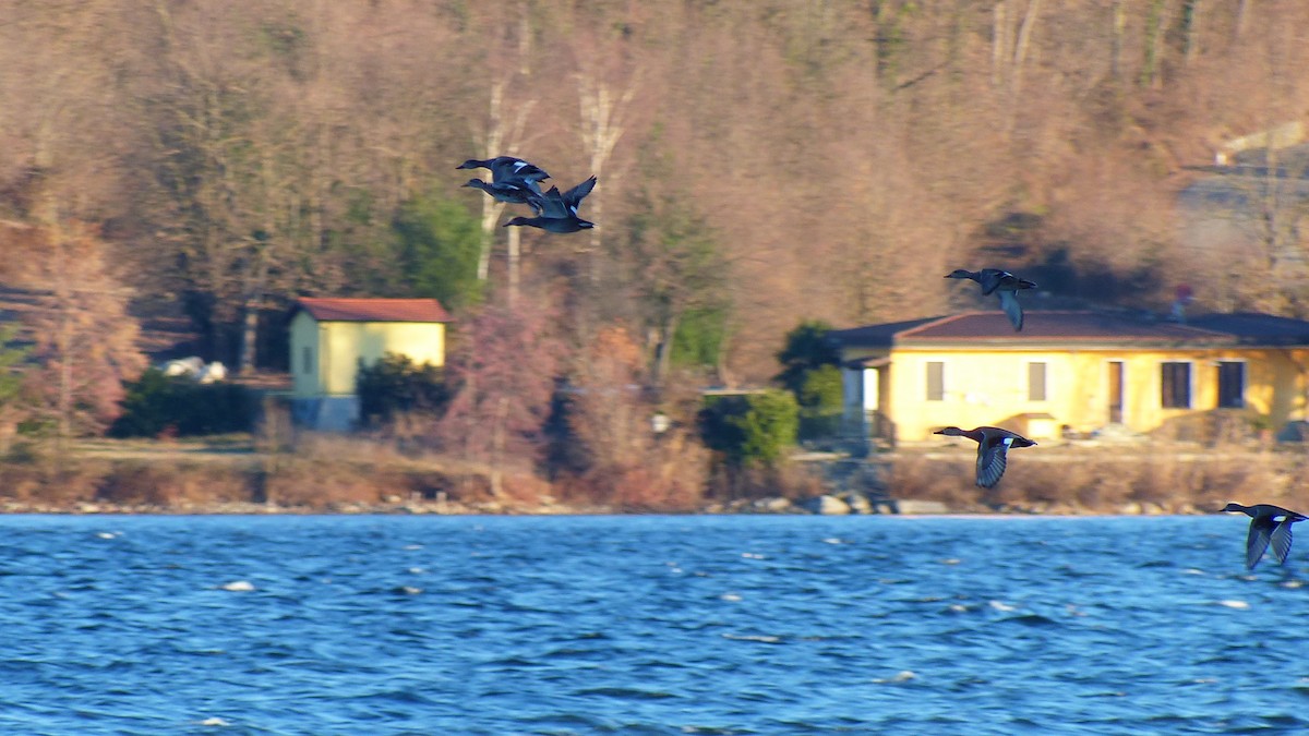 Gadwall - ML638668168