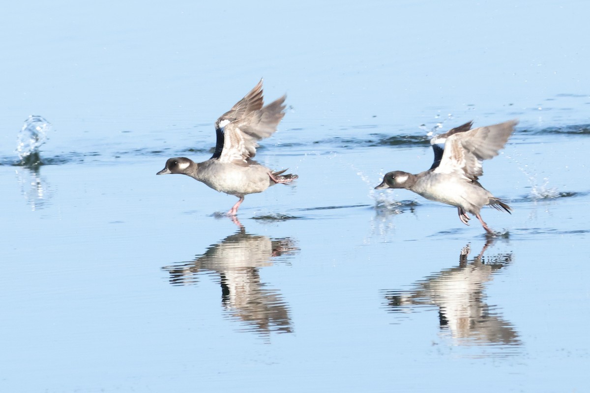 Bufflehead - ML638668220