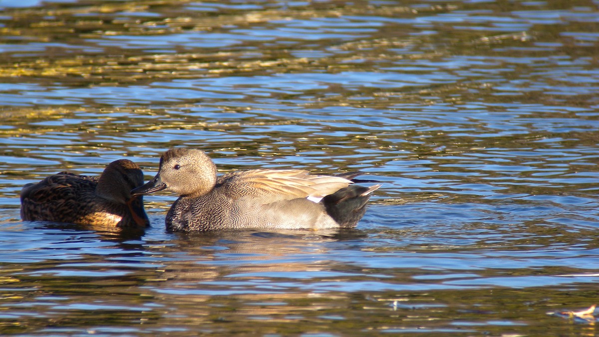 Gadwall - ML638668223