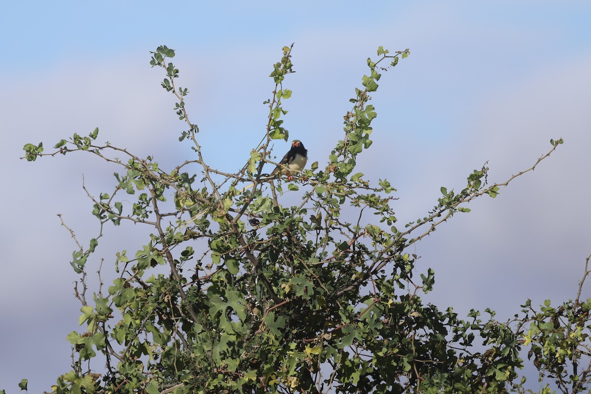 Straw-tailed Whydah - ML638668276