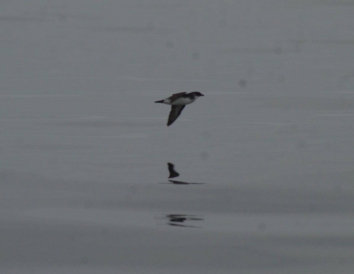 Peruvian Diving-Petrel - ML638668367
