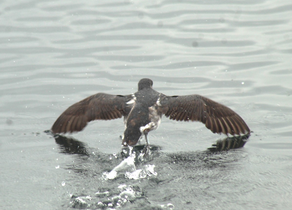 Peruvian Diving-Petrel - ML638668368