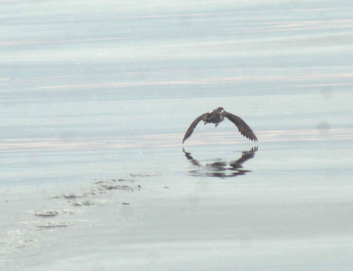 Peruvian Diving-Petrel - ML638668369