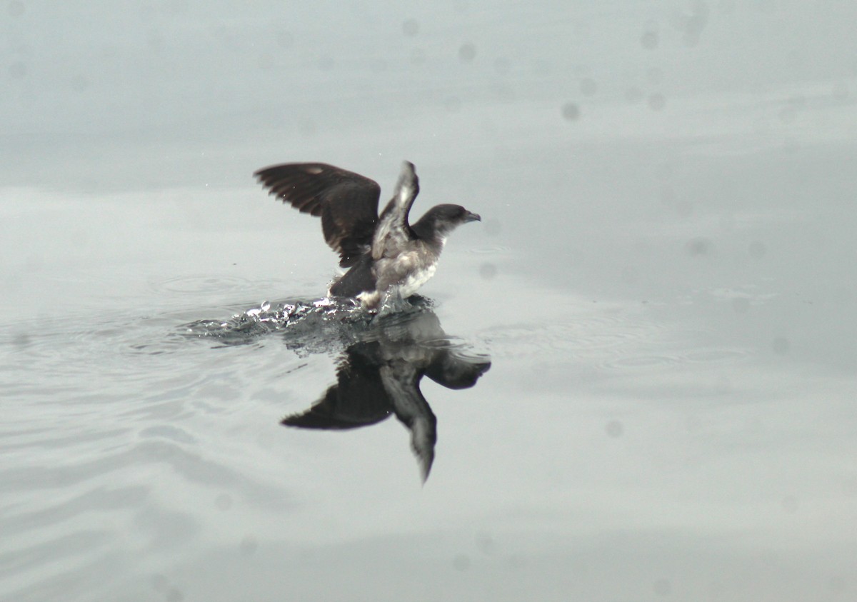 Peruvian Diving-Petrel - ML638668370