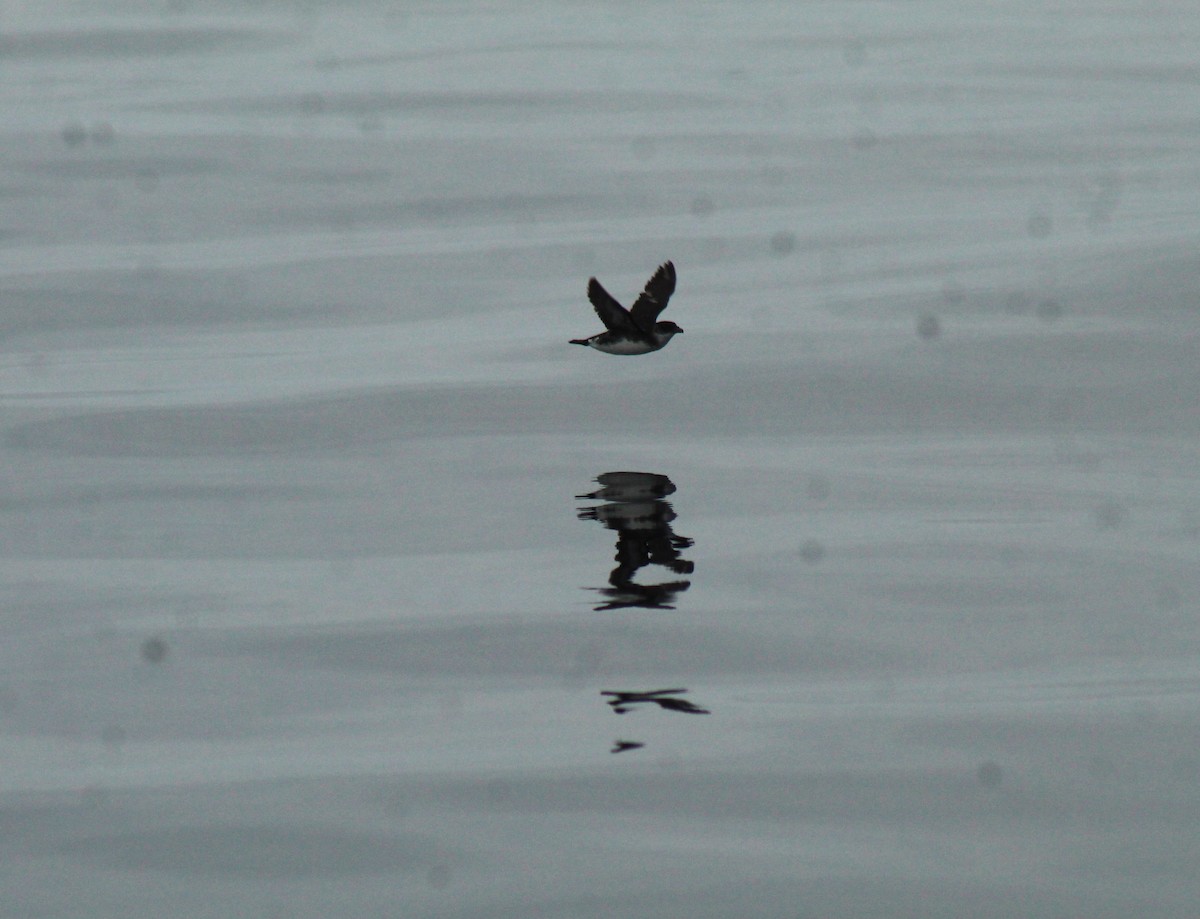 Peruvian Diving-Petrel - ML638668371