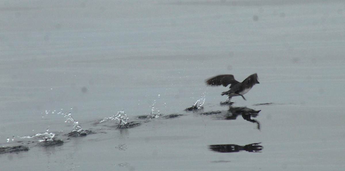Peruvian Diving-Petrel - ML638668372