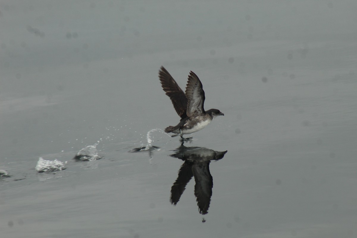 Peruvian Diving-Petrel - ML638668374