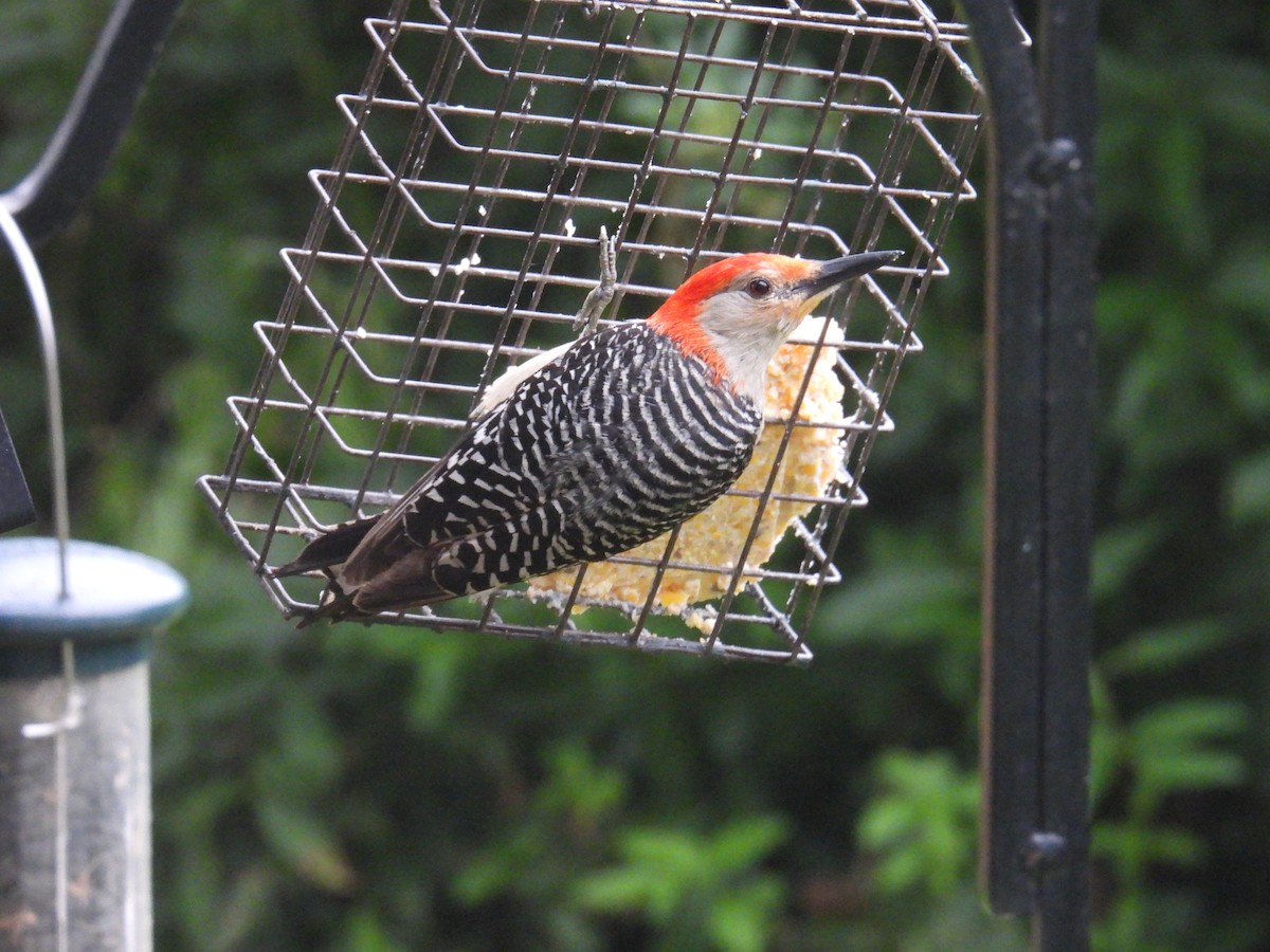 Red-bellied Woodpecker - ML638668378