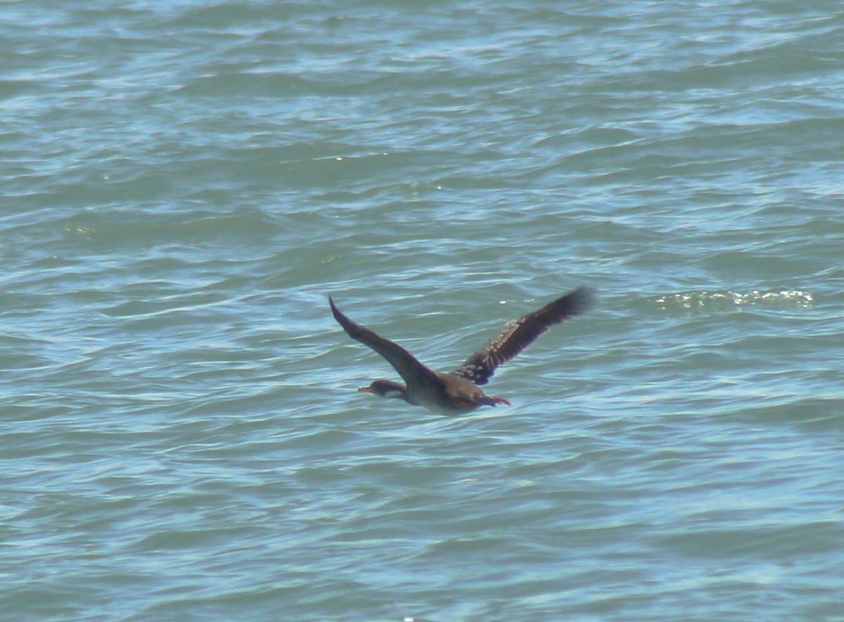 Red-legged Cormorant - ML638668408
