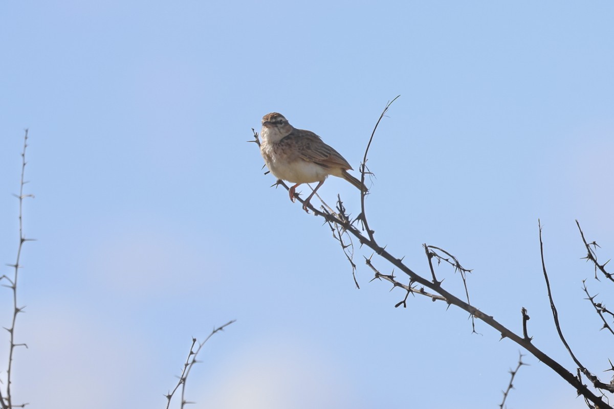 Fawn-colored Lark - ML638668437