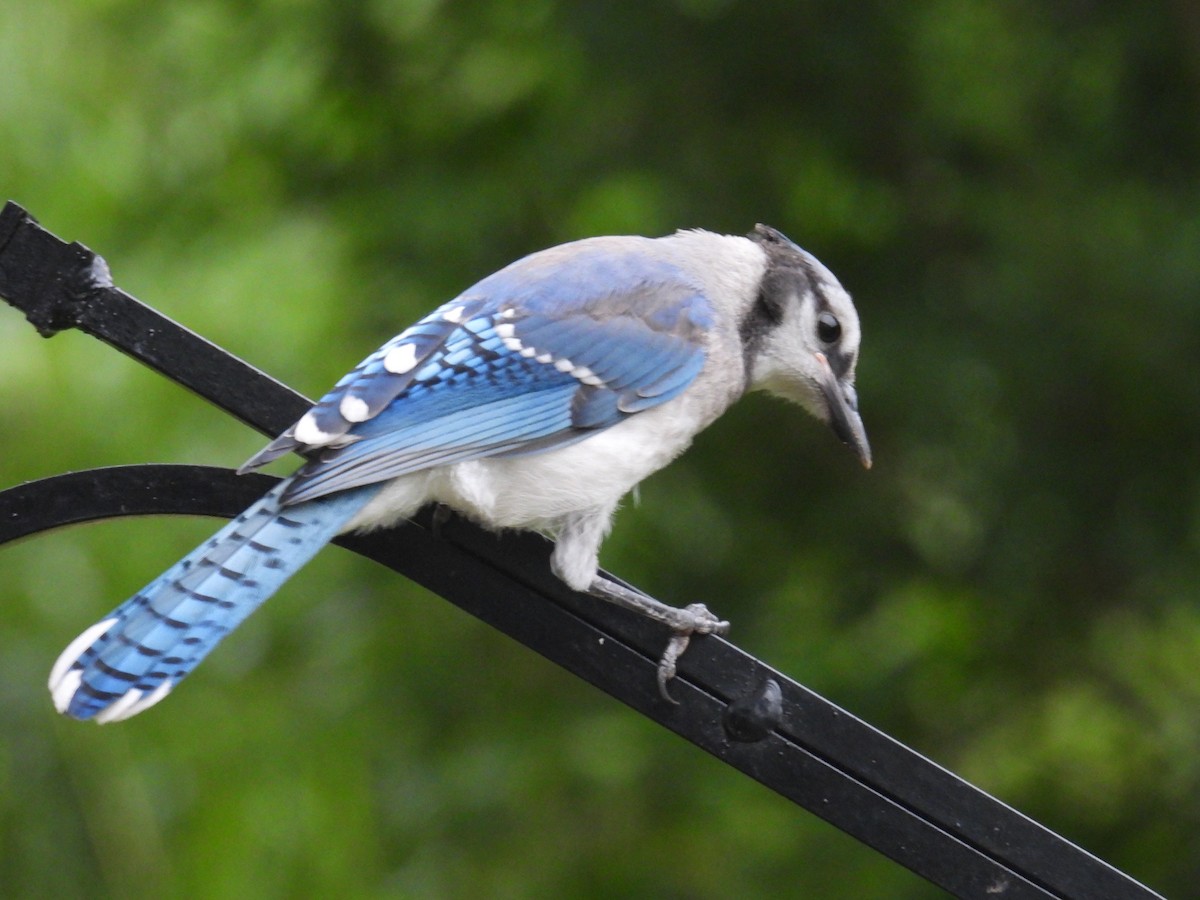 Blue Jay - ML638668513