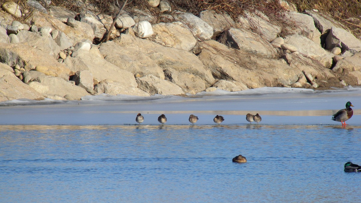 Çamurcun - ML638668539