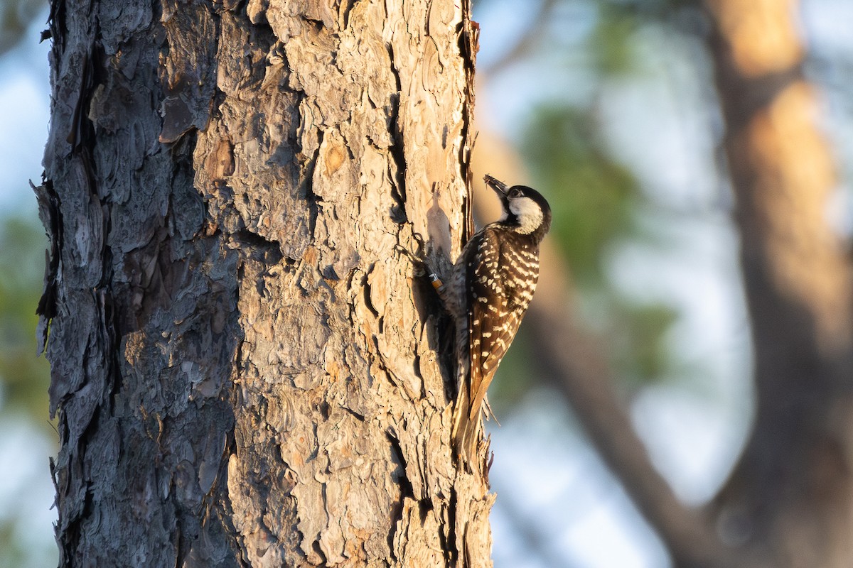 Red-cockaded Woodpecker