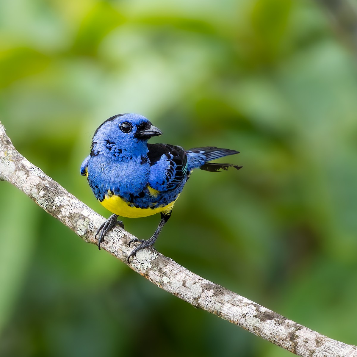 Turquoise Tanager - ML638668583