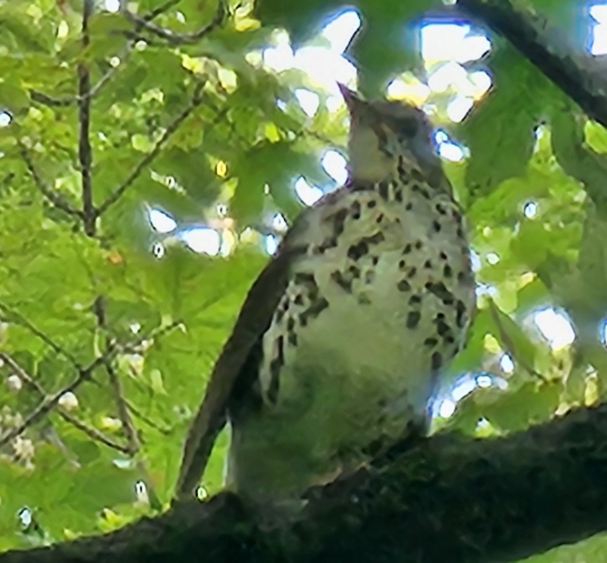 Wood Thrush - ML638668636