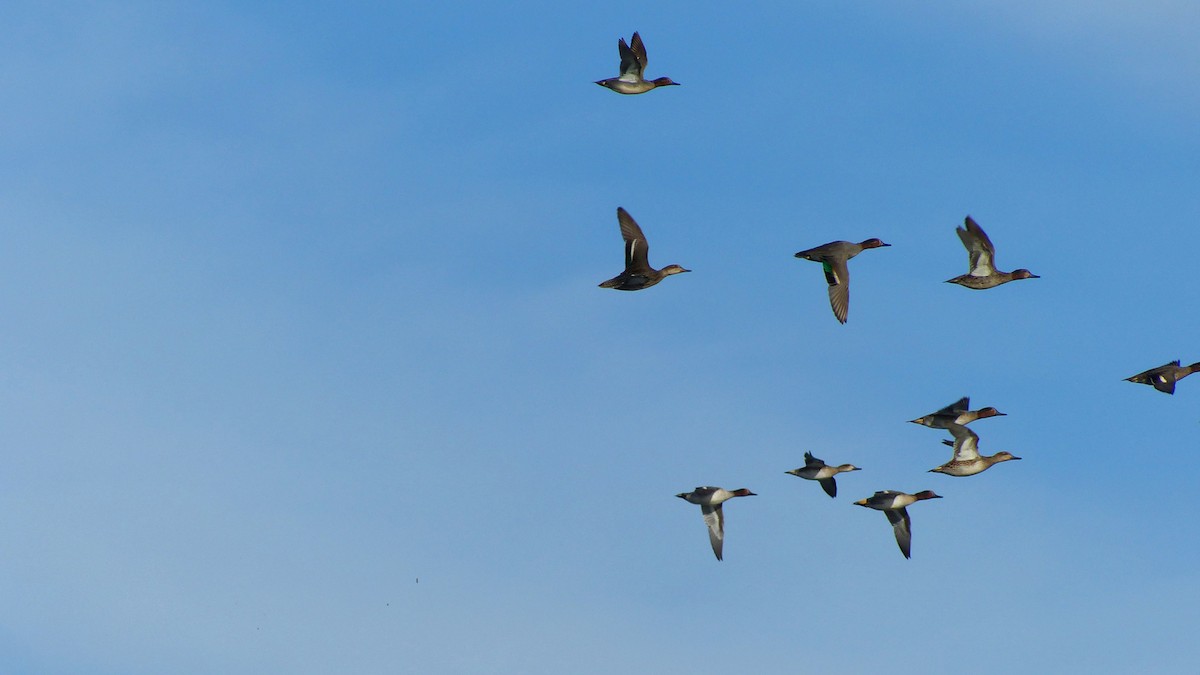 Çamurcun - ML638668637