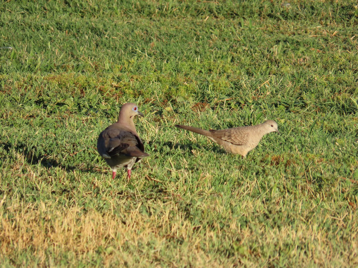 Inca Dove - ML638668641