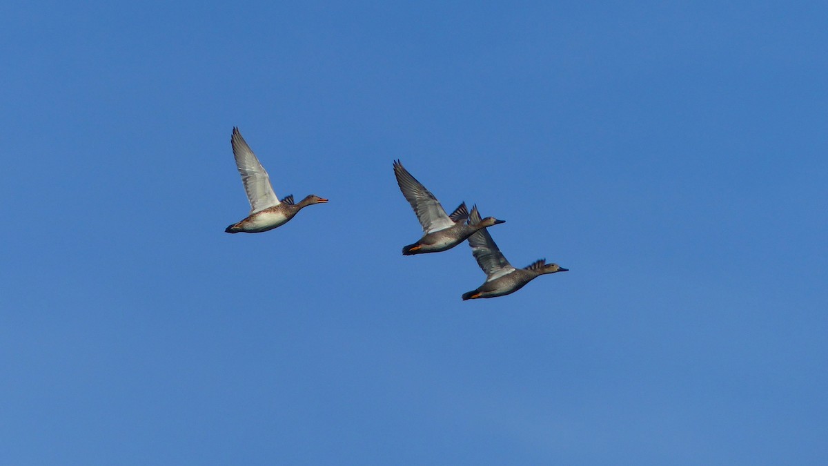 Gadwall - ML638668645