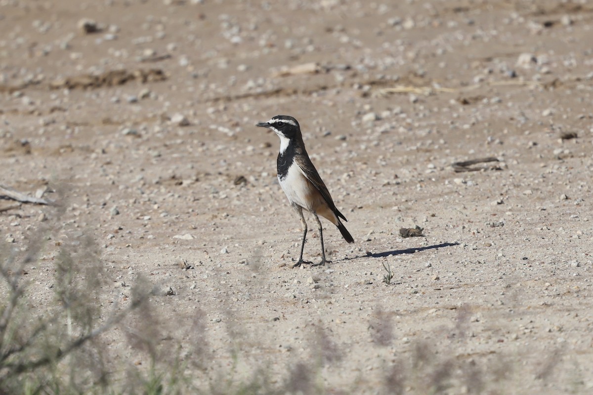 Capped Wheatear - ML638668691