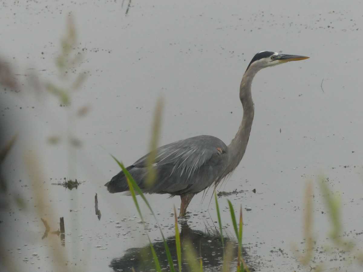 Great Blue Heron (Great Blue) - ML638668696