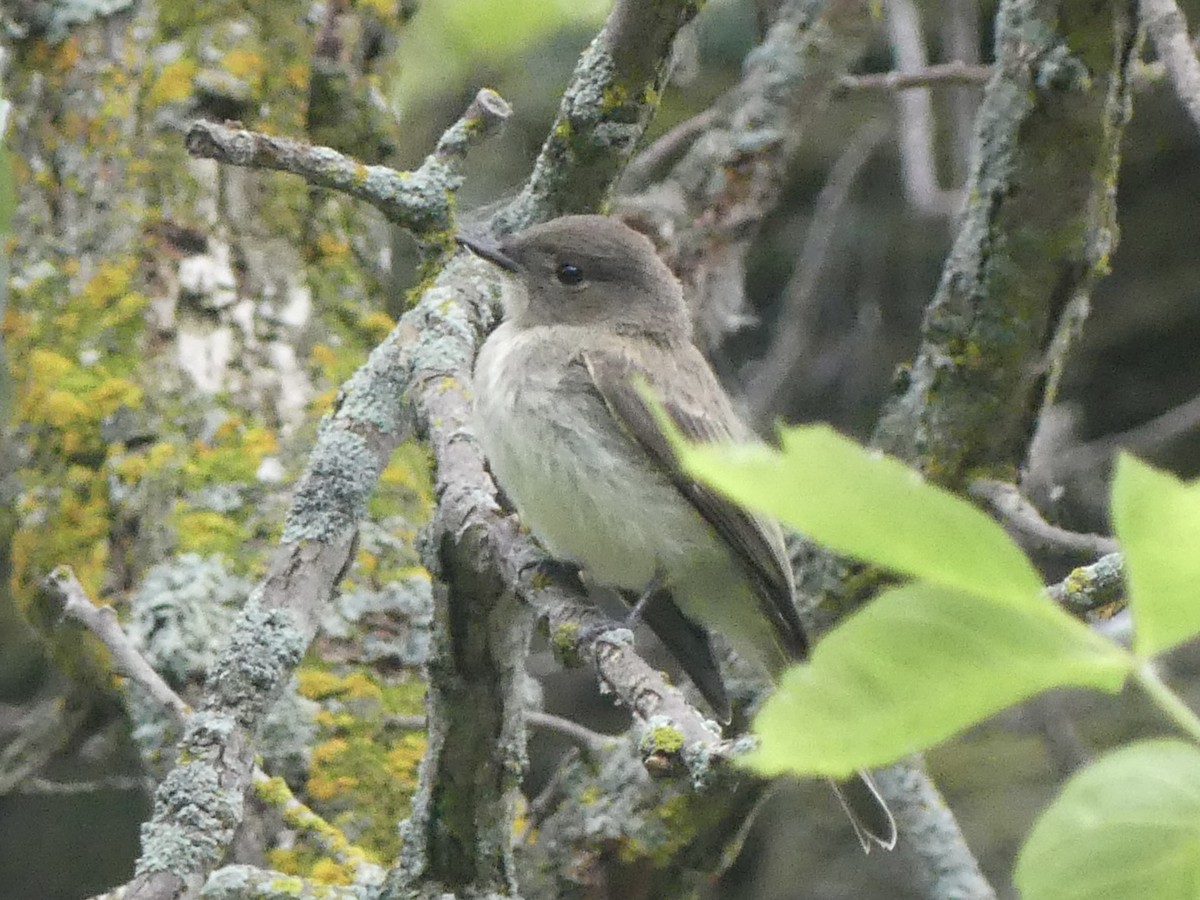 Eastern Phoebe - ML638668700