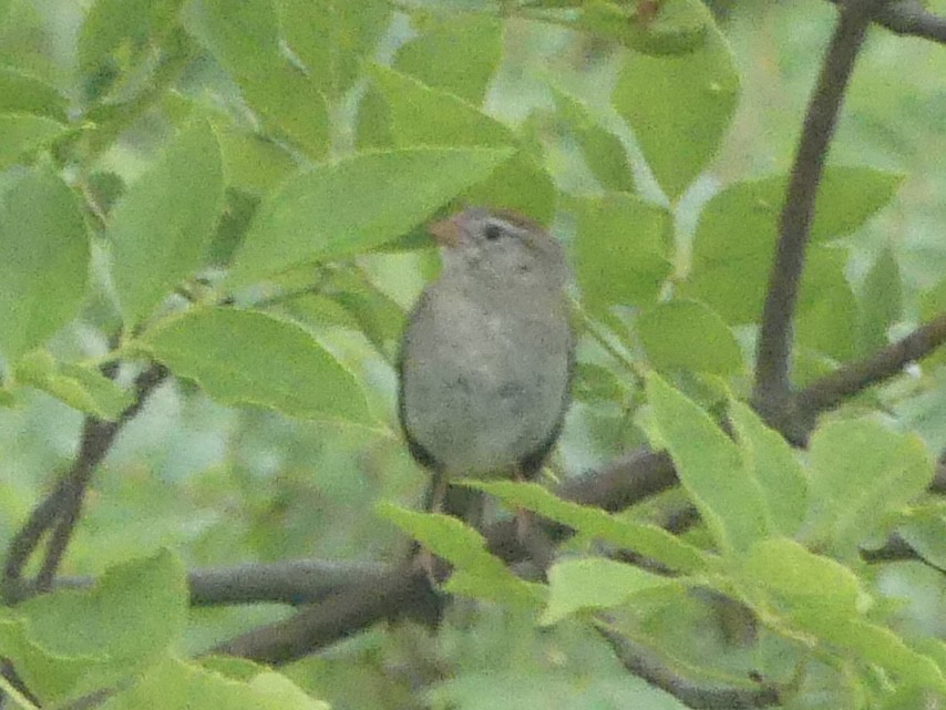 Field Sparrow - ML638668709