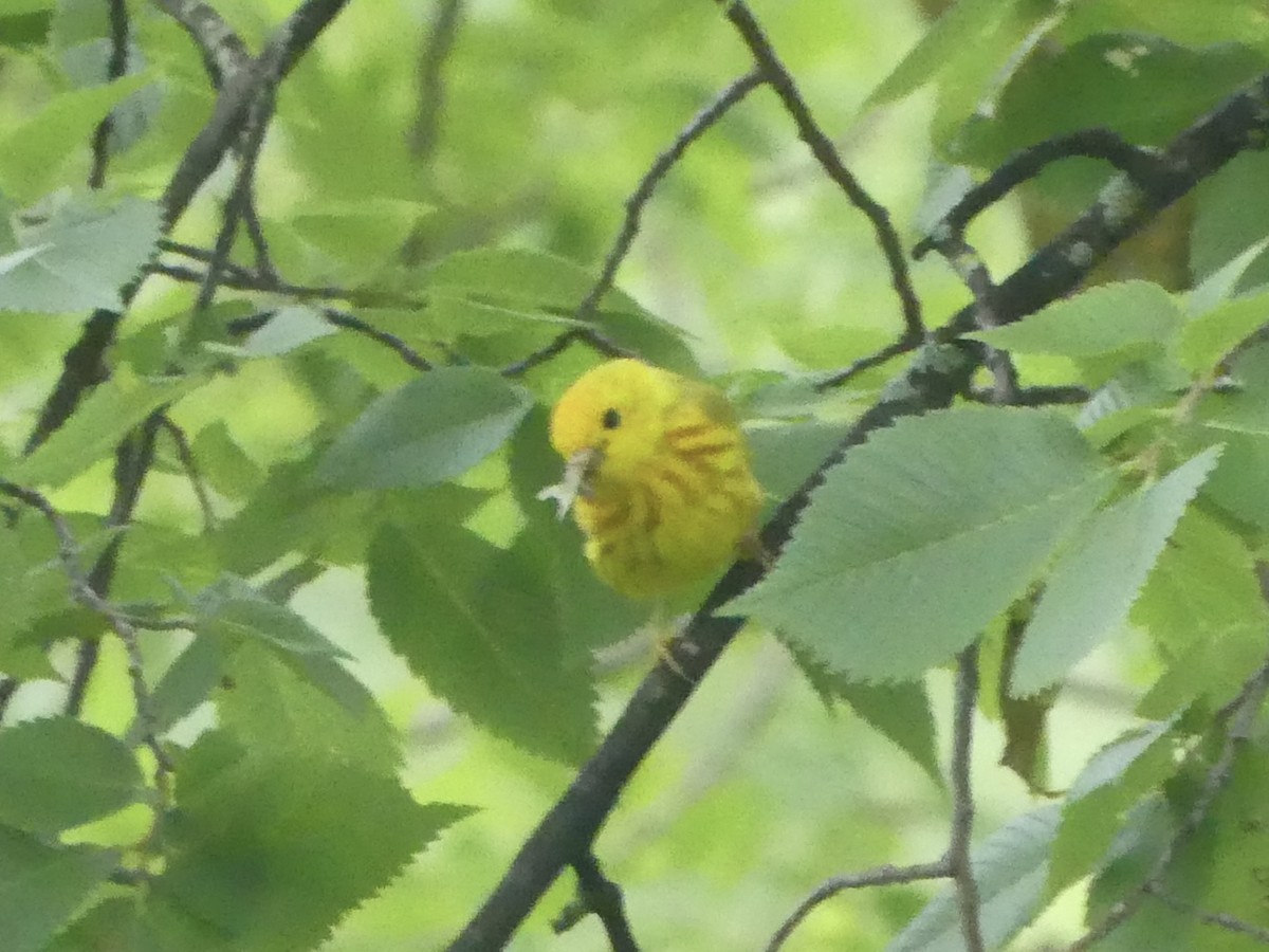 Yellow Warbler (Northern) - ML638668711