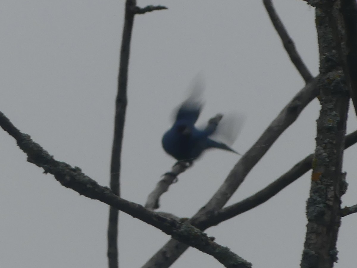 Indigo Bunting - ML638668718
