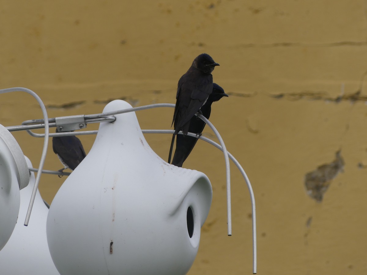 Purple Martin - ML638668734