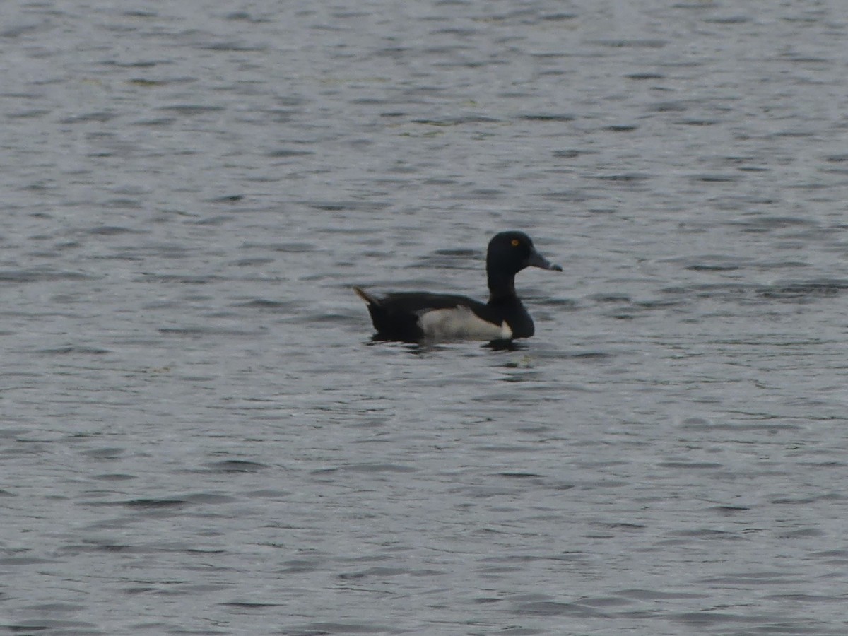 Ring-necked Duck - ML638668737