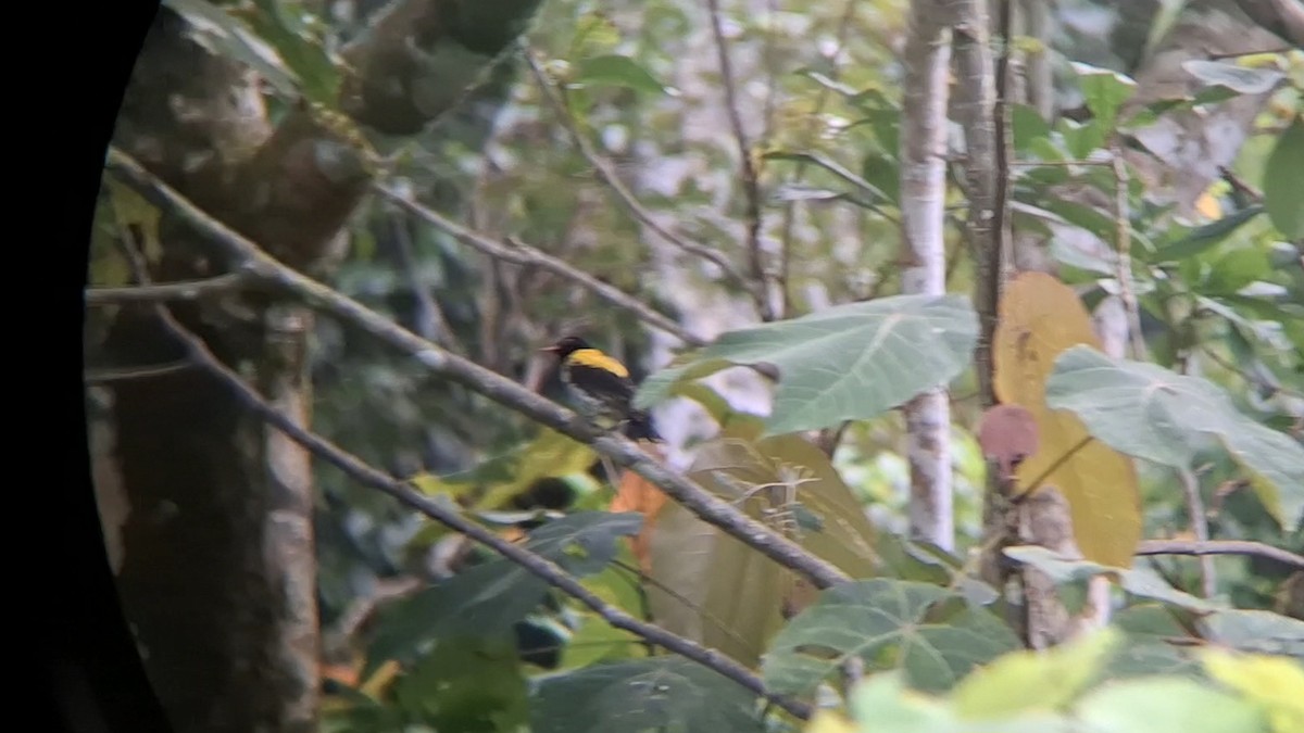 Dark-throated Oriole - ML638668789