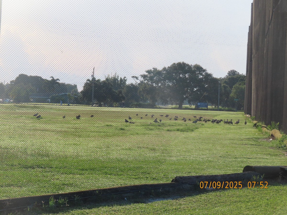 Egyptian Goose - ML638668790